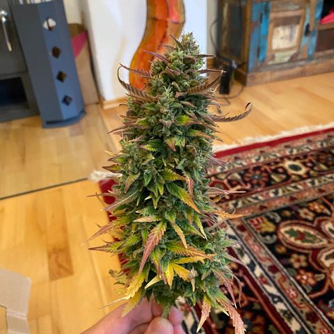 Northern Lights Automatic growlog timeline photo