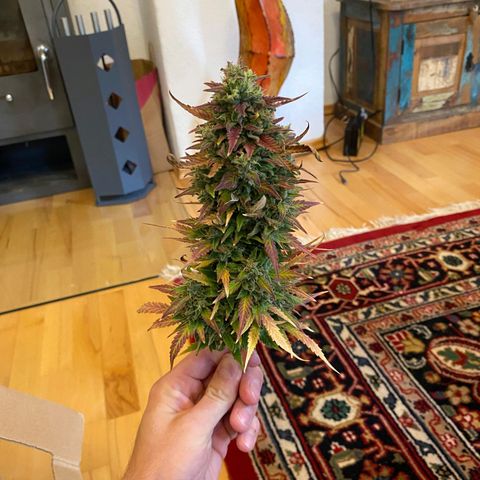 Northern Lights Automatic growlog timeline photo