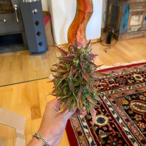 Northern Lights Automatic growlog timeline photo