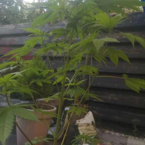 Mystery Seed growlog timeline photo
