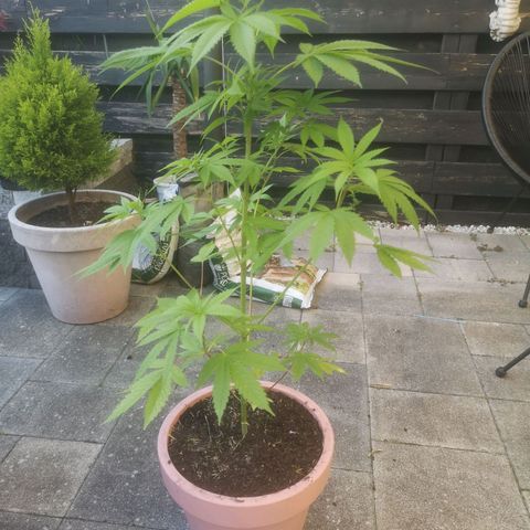 Mystery Seed growlog timeline photo