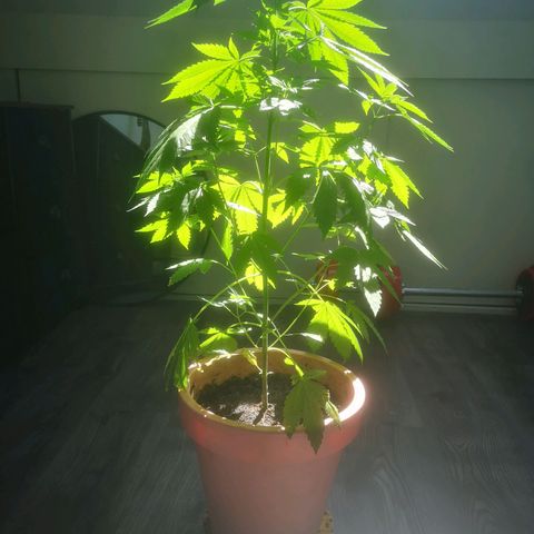 Mystery Seed growlog timeline photo