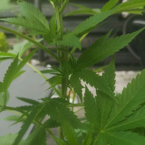 Mystery Seed growlog timeline photo