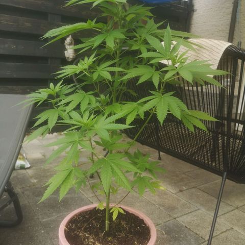 Mystery Seed growlog timeline photo