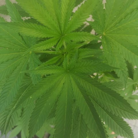 Mystery Seed growlog timeline photo