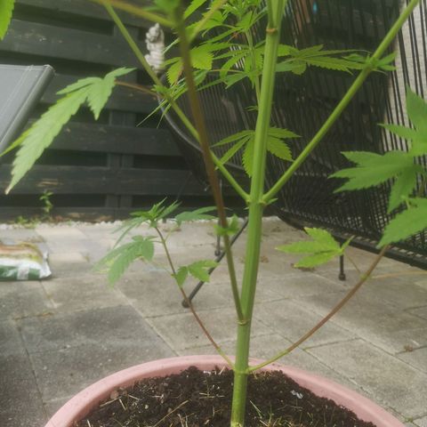 Mystery Seed growlog timeline photo