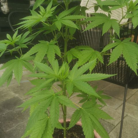 Mystery Seed growlog timeline photo