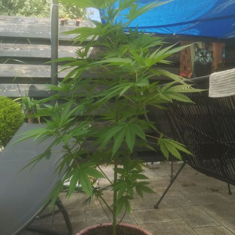 Mystery Seed growlog timeline photo