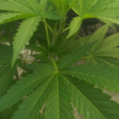 Mystery Seed growlog timeline photo