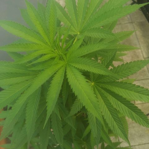 Mystery Seed growlog timeline photo