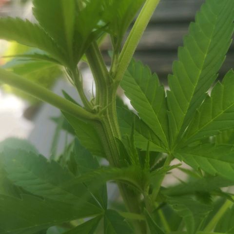 Mystery Seed growlog timeline photo