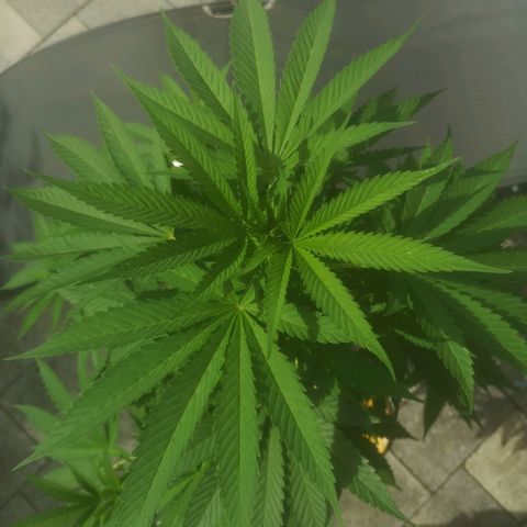 Mystery Seed growlog timeline photo