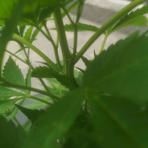Mystery Seed growlog timeline photo