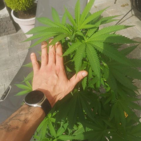 Mystery Seed growlog timeline photo