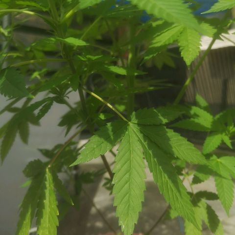 Mystery Seed growlog timeline photo