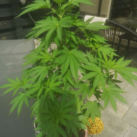 Mystery Seed growlog timeline photo