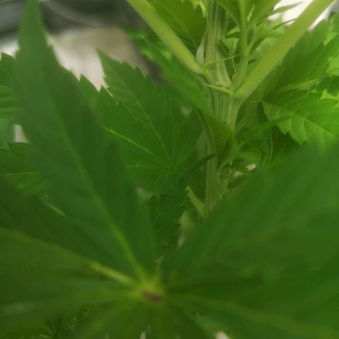 Mystery Seed growlog timeline photo