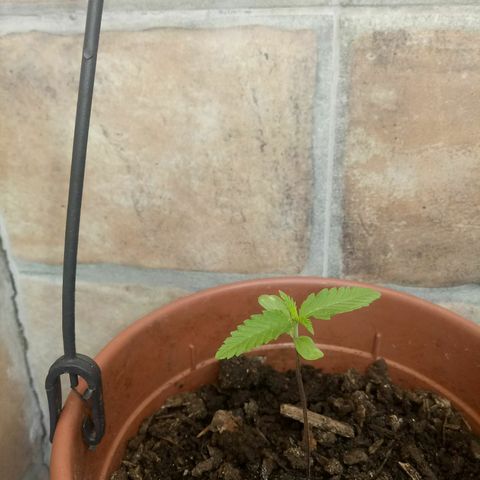 Genética desconhecida growlog photo: 15 dias de broto