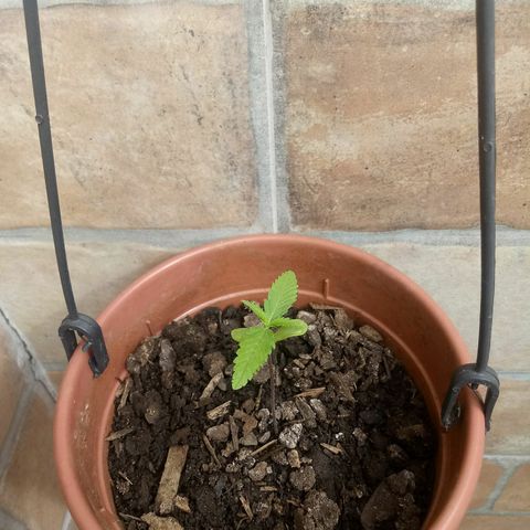 Genética desconhecida growlog timeline photo