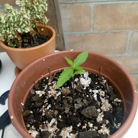 Genética desconhecida growlog photo: Coloquei casca de ovo na terra, e 2 dias sem regar