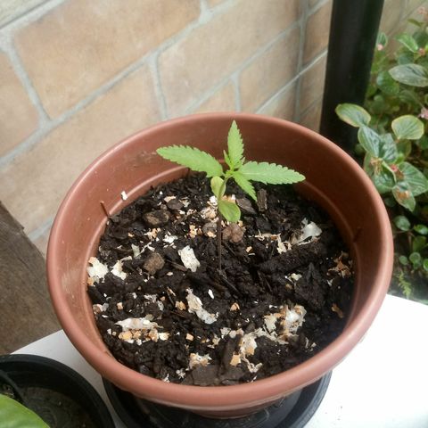 Genética desconhecida growlog timeline photo