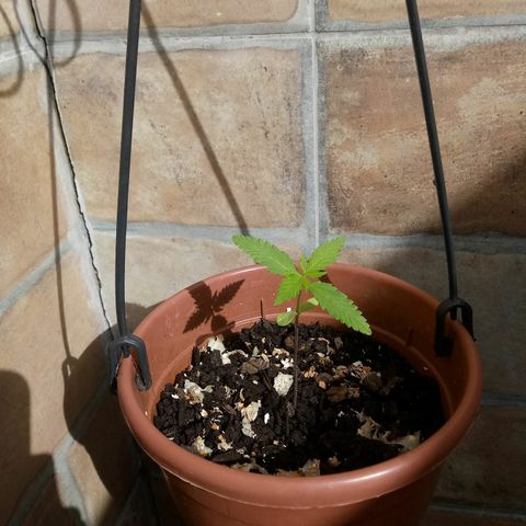 Genética desconhecida growlog timeline photo