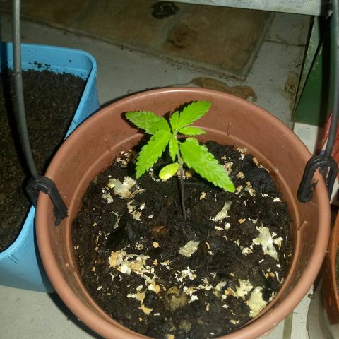 Genética desconhecida growlog photo: Pegou chuva