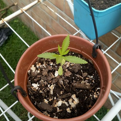 Genética desconhecida growlog timeline photo