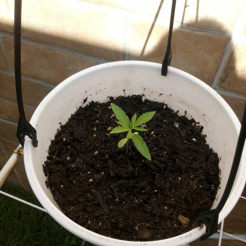 Genética desconhecida growlog timeline photo