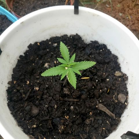Genética desconhecida growlog timeline photo