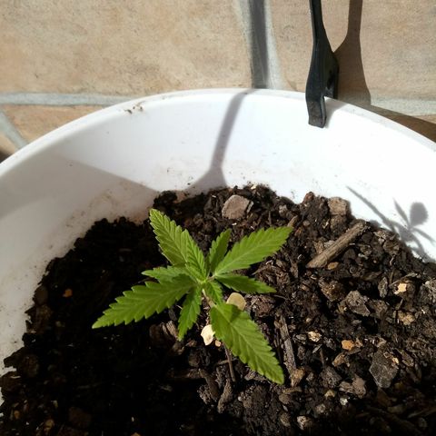 Genética desconhecida growlog timeline photo