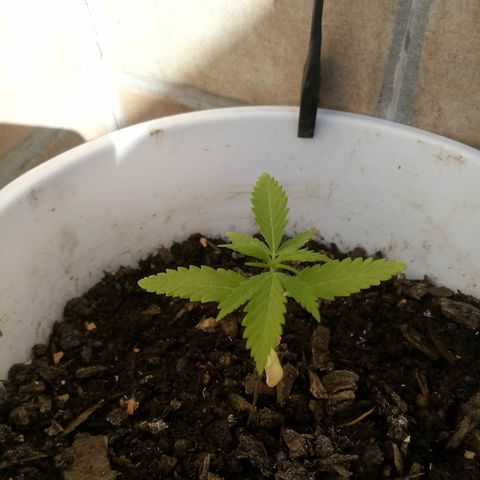 Genética desconhecida growlog timeline photo