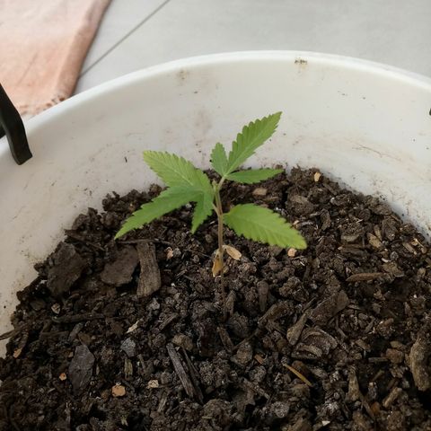 Genética desconhecida growlog timeline photo