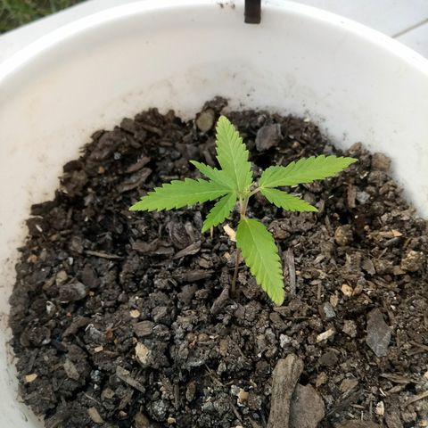 Genética desconhecida growlog timeline photo