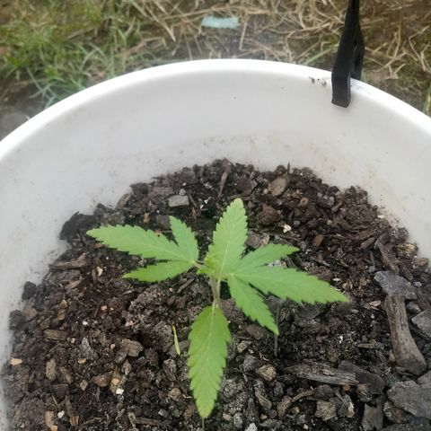 Genética desconhecida growlog timeline photo