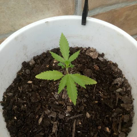 Genética desconhecida growlog timeline photo