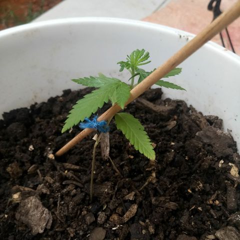 Genética desconhecida growlog timeline photo