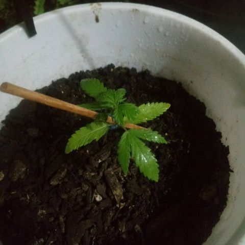 Genética desconhecida growlog timeline photo