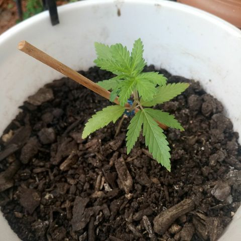 Genética desconhecida growlog timeline photo