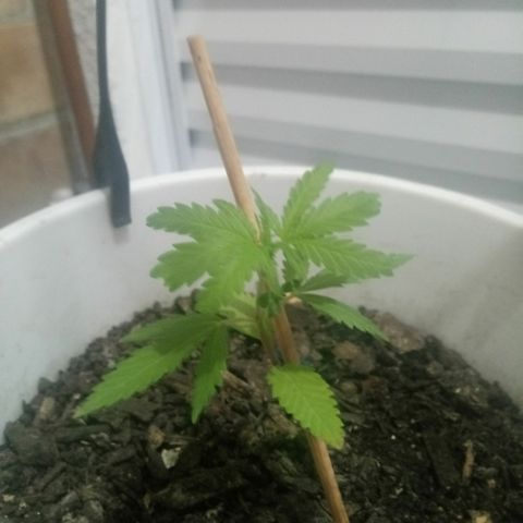 Genética desconhecida growlog timeline photo