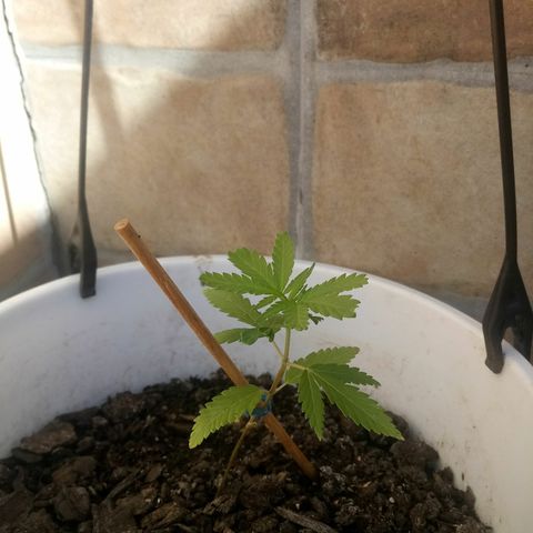 Genética desconhecida growlog timeline photo