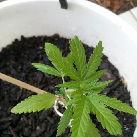Genética desconhecida growlog timeline photo
