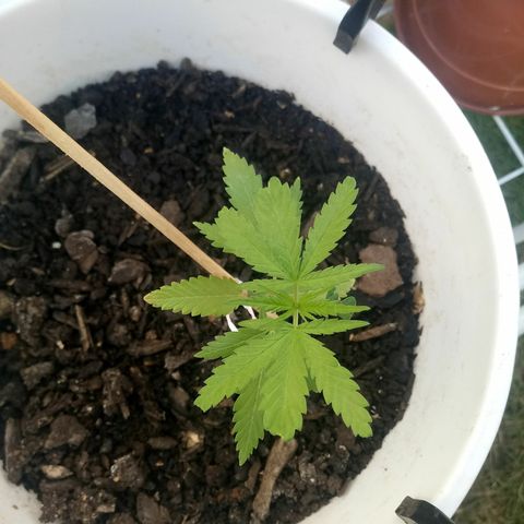 Genética desconhecida growlog timeline photo