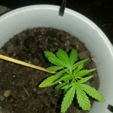 Genética desconhecida growlog timeline photo