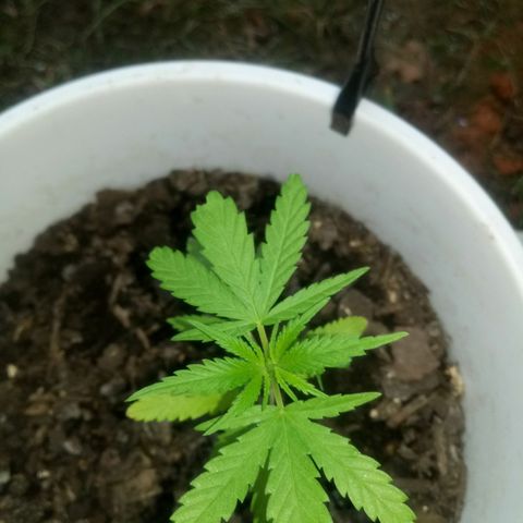 Genética desconhecida growlog timeline photo