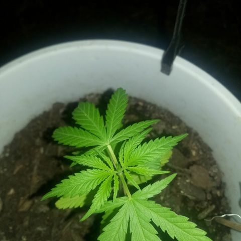 Genética desconhecida growlog timeline photo
