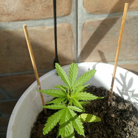 Genética desconhecida growlog timeline photo