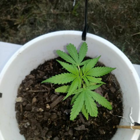 Genética desconhecida growlog timeline photo