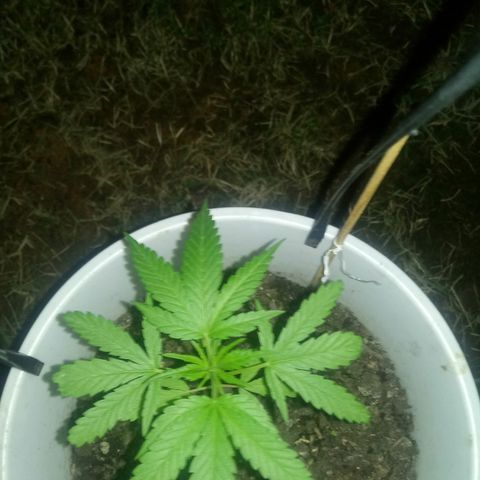 Genética desconhecida growlog timeline photo
