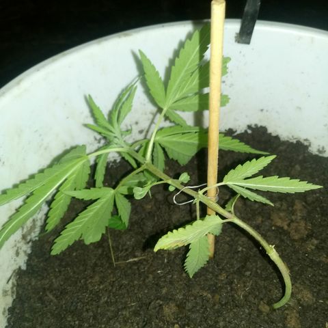 Genética desconhecida growlog timeline photo